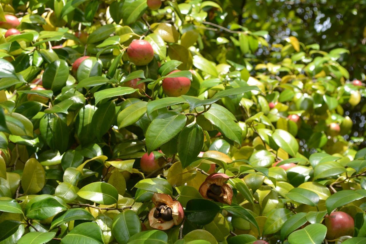 木の実・草の実（その3）: from仙台