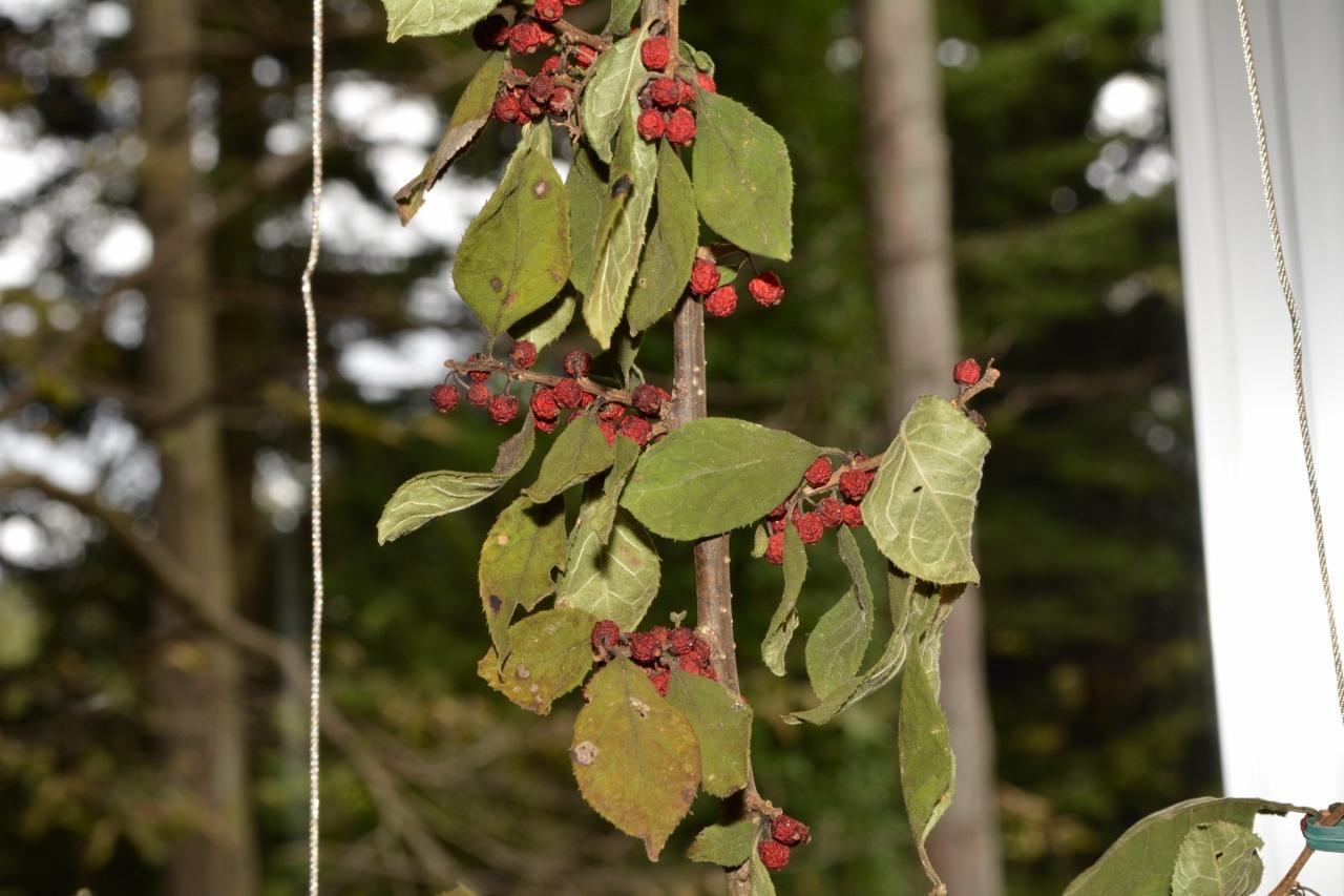 木の実・草の実（その3）: from仙台