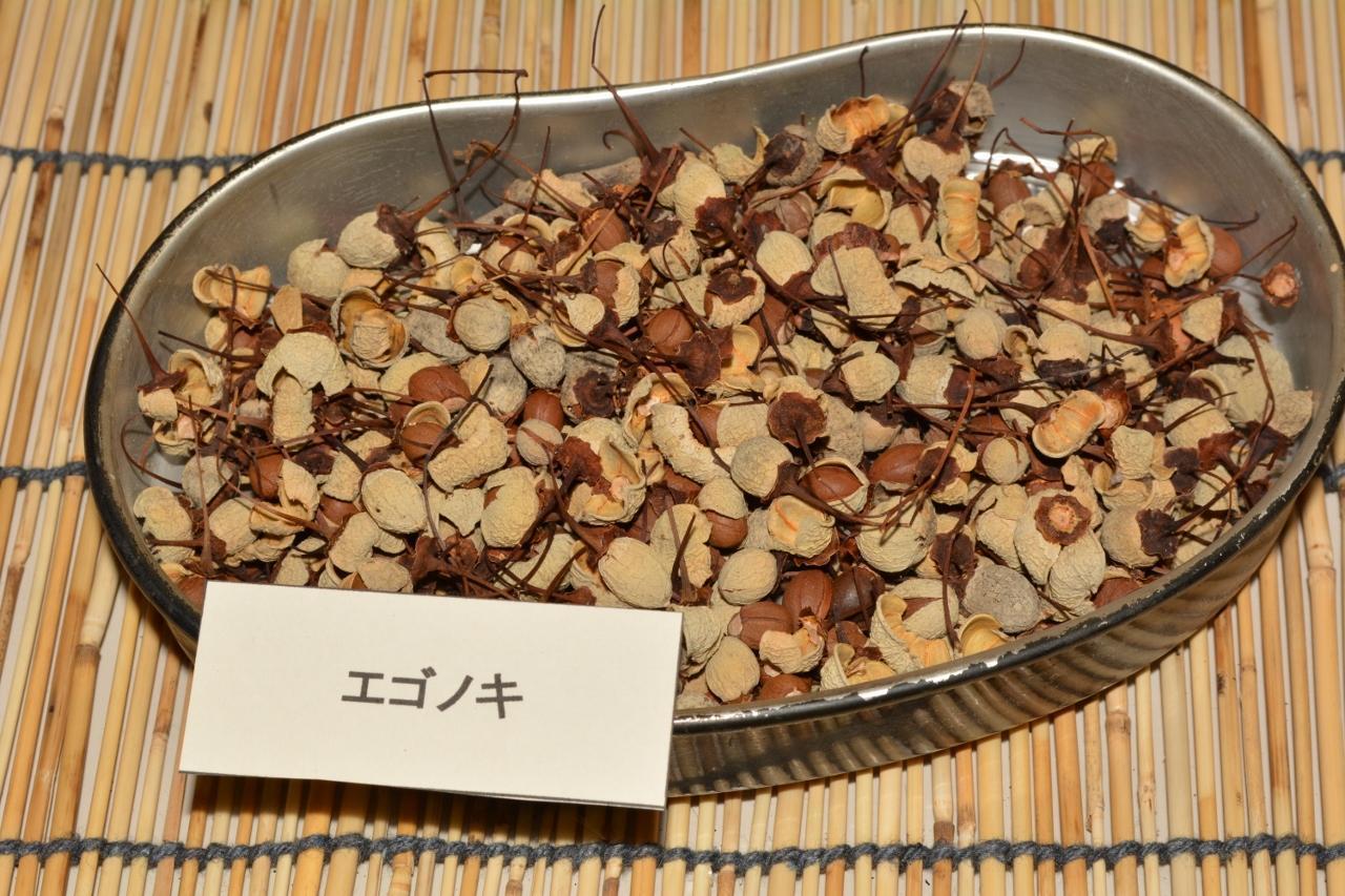 木の実・草の実 木の実