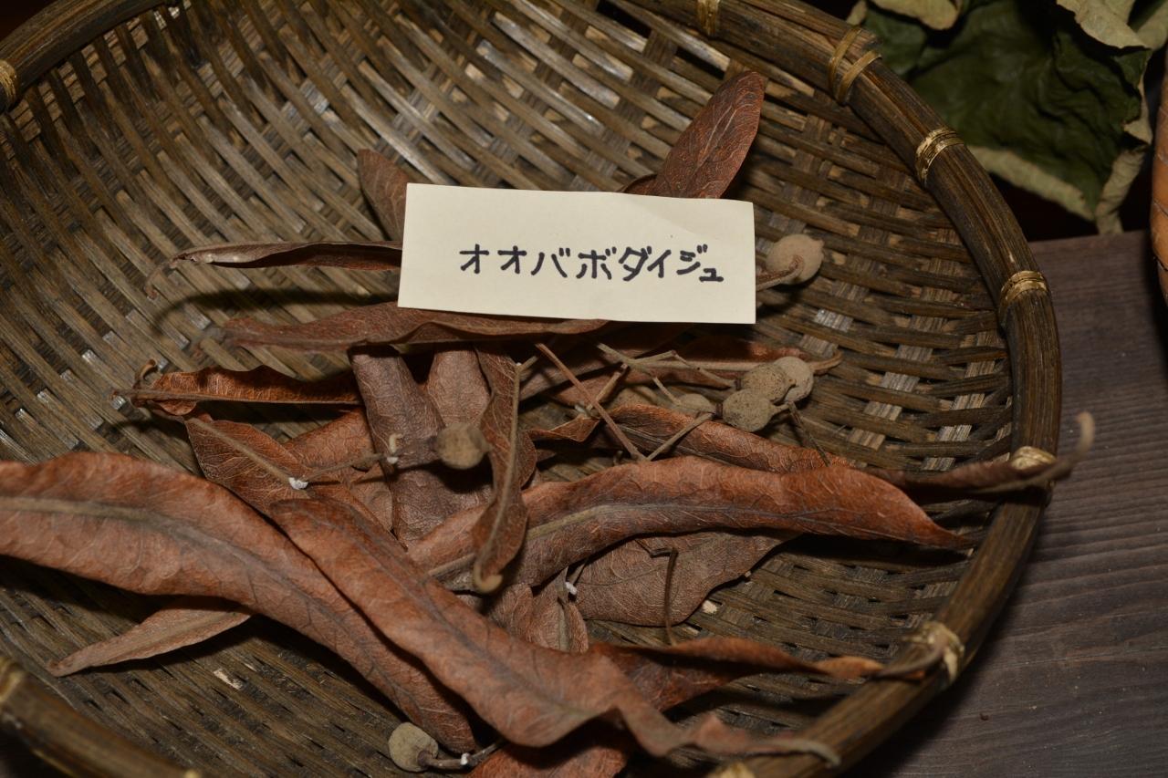 木の実・草の実（その3）: from仙台