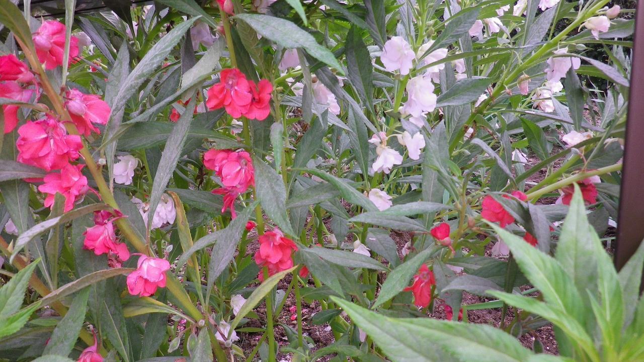 木の実・草の実（その3）: from仙台
