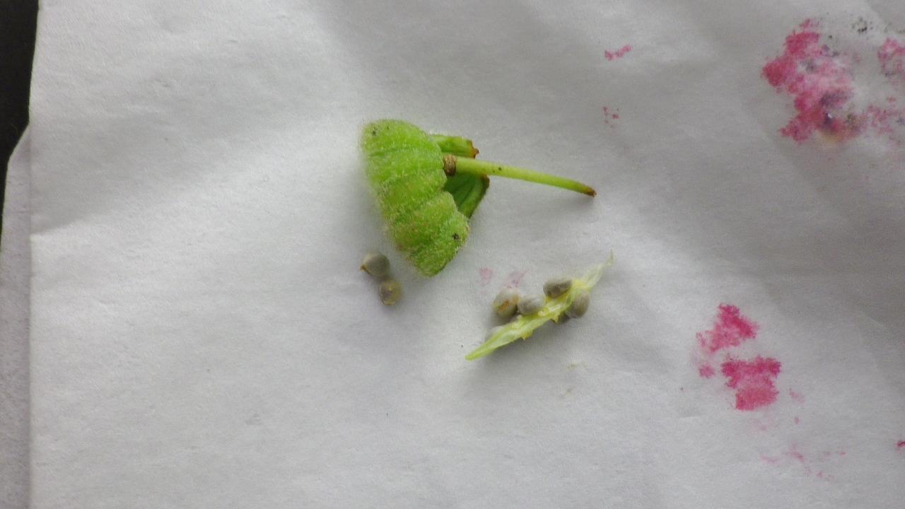 木の実草の実（その9）: from仙台