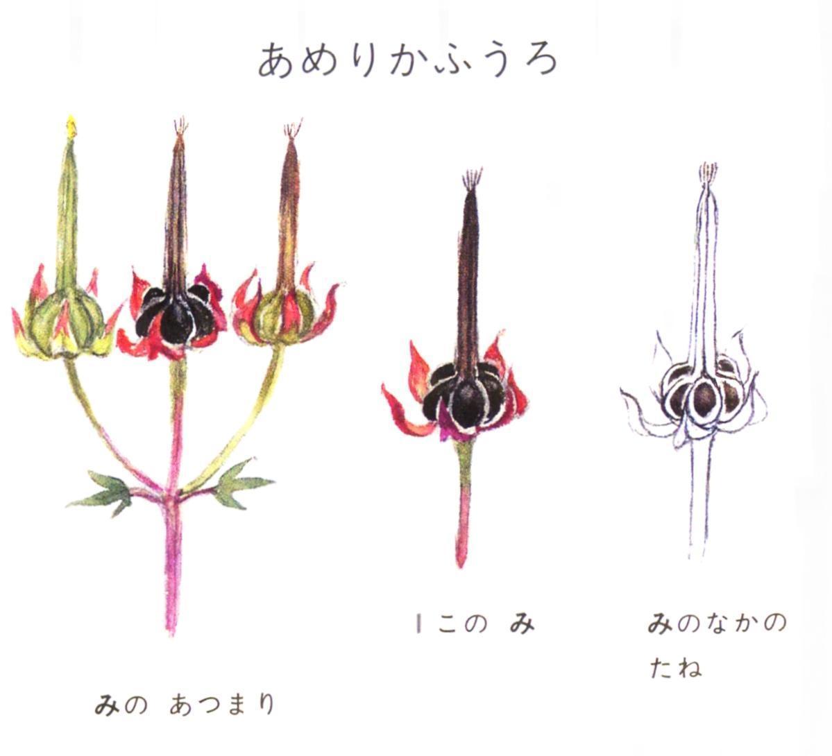 木の実・草の実 木の実