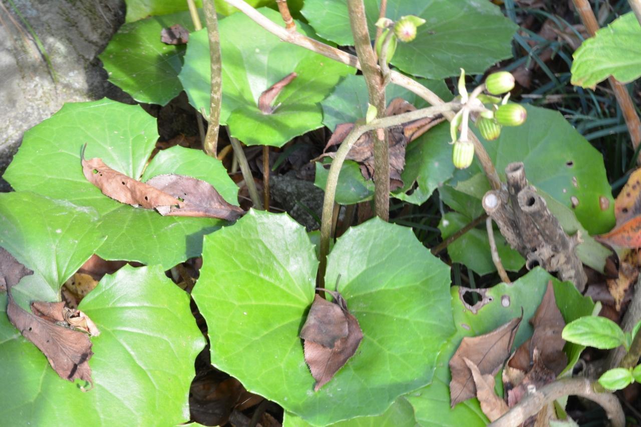 秋から冬に咲く一年草：寒い季節にも彩りを添える花々