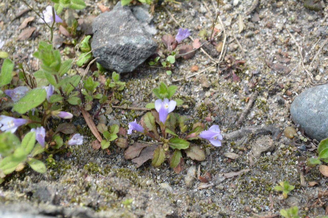 秋から冬に咲く一年草：寒い季節にも彩りを添える花々