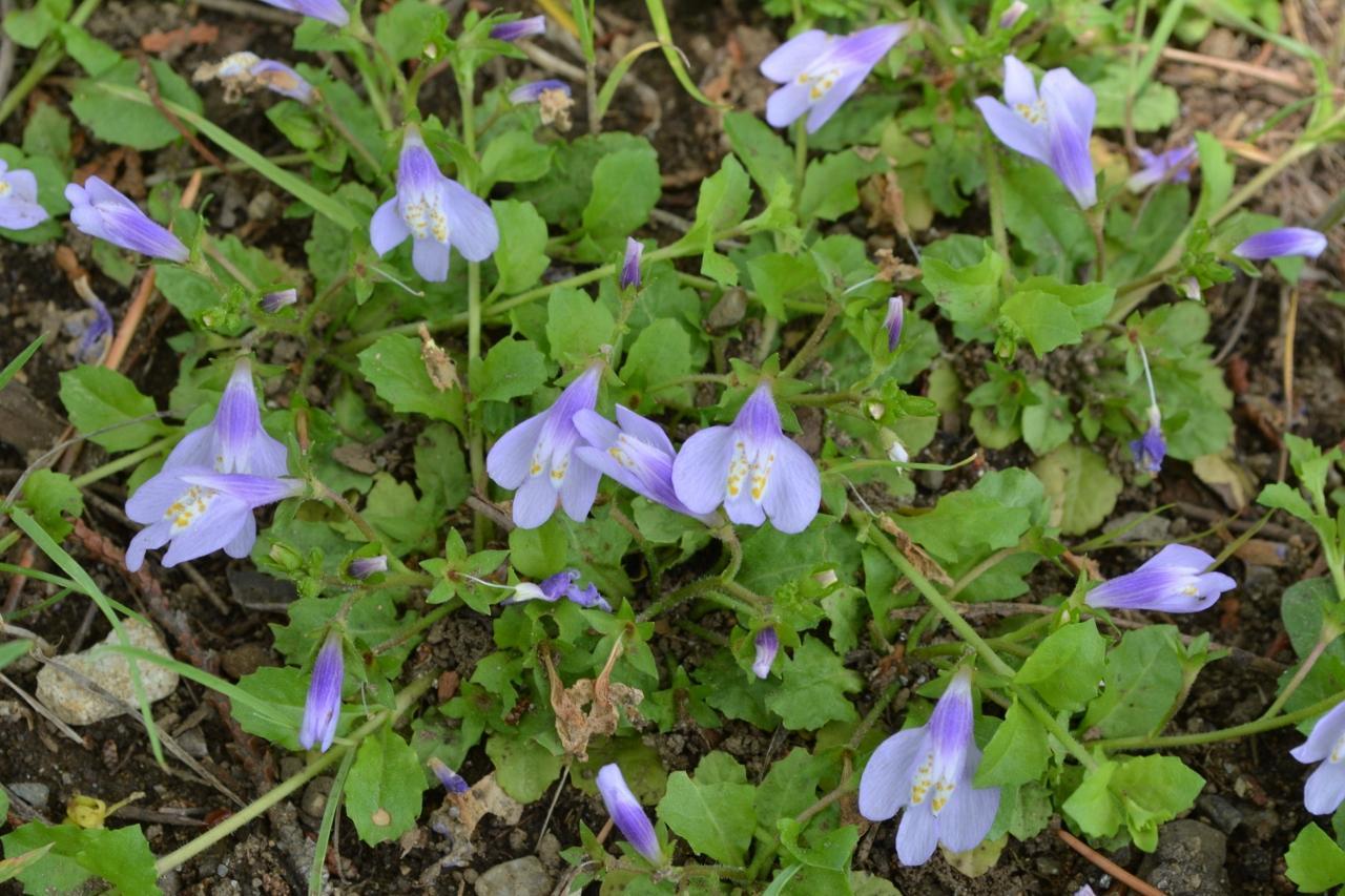 秋から冬に咲く一年草：寒い季節にも彩りを添える花々